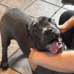 Sally Lou - Gray female Cane Corso puppy in El Dorado, Arkansas from Lower Arkansas Cane Corso