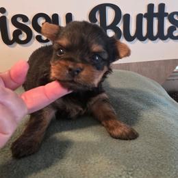 Nevaeh - Black and gold female Yorkshire Terrier puppy in Clermont, Florida from Bella's Prissy Butts