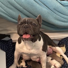 French Bulldogs from Pardon My Frenchies