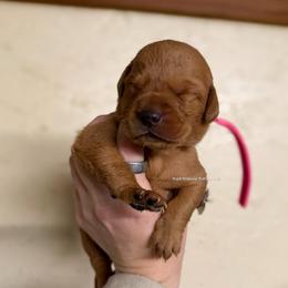 Pink - Yellow female Labrador Retriever puppy in Gillete, Wyoming from Red Prairie Retrievers