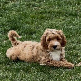Mr Red - Apricot male Goldendoodle puppy in Monticello, Indiana from Faithfully Yours Doodles