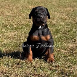 Gray collar - Black and rust female Doberman Pinscher puppy in North Judson, Indiana from Stalaris Dobermans