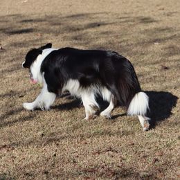 Solo - Border Collie