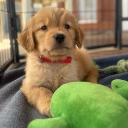 Daisy (red) - Dark golden female Golden Retriever puppy in Lodi, California from R3 Sport Dogs (R3 Goldens/ R3 Border Collies)