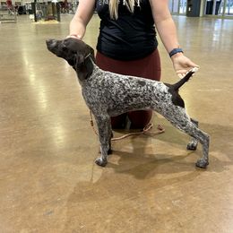 Peaches - Liver and white female German Shorthaired Pointer puppy in Bryan, Texas from Ehrenvogel and Bessdach Kennels