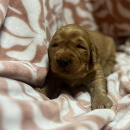 Kopi Luwak - Golden male Golden Retriever puppy in Sandy, Oregon from Treasured K-9s