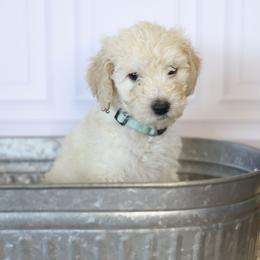 Liberty Bell - Apricot female Goldendoodle puppy in Seffner, Florida from Gold Diamond Pup