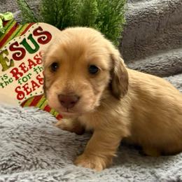 Puppy 2 - Cream male Dachshund puppy in Perryville, Maryland from Heavenly Heritage Dachshunds and Doods