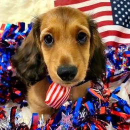 Jayme - Red male Dachshund puppy in Waynesboro, Tennessee from Owl Hollow Farm Miniature Dachshunds