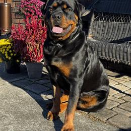 Poppi - Rottweiler