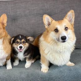 Pembroke Welsh Corgi Puppies from Wiggle B Ranch Corgis