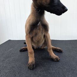 Cutie - Fawn female Belgian Malinois puppy in Sherman Oaks, California from Andy's Elite K9