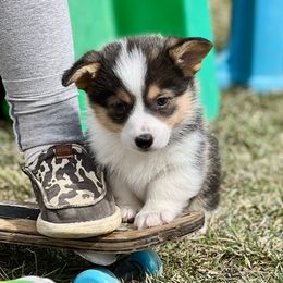 Australian Shepherd, Lagotto Romagnolo, and Pembroke Welsh Corgi Puppies from SS Australian Shepherds