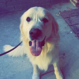 Luke - Golden Retriever