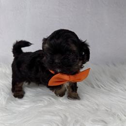 Jagger - Black and tan male Shih Tzu puppy in Columbia, Kentucky from Lisa Bandy Luxe Shih Tzu