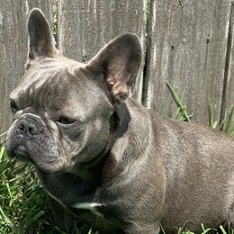 French Bulldogs from Fat Girl Frenchies