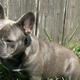 French Bulldogs from Fat Girl Frenchies