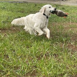 Golden Retriever All Grown Up from Amberidge Golden Retrievers