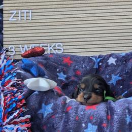 Ziti (Patriot) - Black and tan male Dachshund puppy in Indianapolis, Indiana from Englehaus Dachshunds