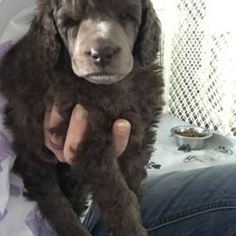 Poodle Puppies from Silberhund's Poodles