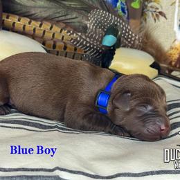 Blue Boy - Chocolate male Labrador Retriever puppy in Plymouth, North Carolina from Duck Creek Kennels