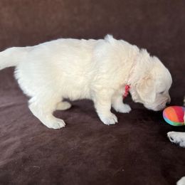Golden Retriever Puppies from Cream of the Crop Kennel