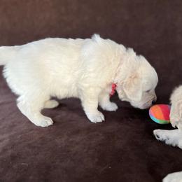 Golden Retriever Puppies from Cream of the Crop Kennel