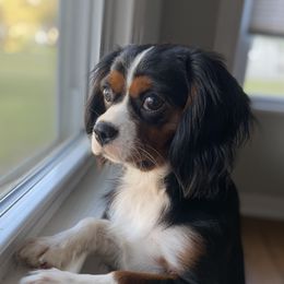Tex - Cavalier King Charles Spaniel