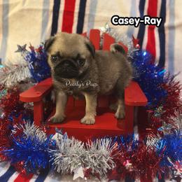 Casey-Ray - Fawn male Pug puppy in Summerville, Georgia from Pearly’s Pugs & Pollywog Poodles