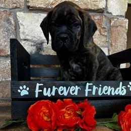 Green collar - Black brindle male Cane Corso puppy in Tucson, Arizona from Cane Corso Friends