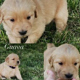 Guava - Golden female Golden Retriever puppy in Farmington, Utah from Golden Haven Doodles
