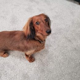 Dachshunds from Cronny Dachshunds