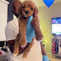 Gingerbread - Red  male Goldendoodle puppy in Richmond, Texas from Harper’s Heartbeats