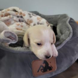 Ivory - Piebald female Dachshund puppy in Geneva, Florida from TGIF Doxies