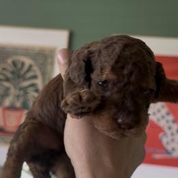 Brown - Chocolate male Labradoodle puppy in Shingle Springs, California from California Double Doodles