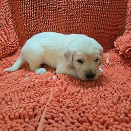 Boy 3 - Light golden male Golden Retriever puppy in Savannah, Georgia from Golden Point Retrievers