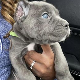 Biewer Terrier, Cane Corso, and Yorkshire Terrier Puppies from Exotic Yorkie Imports & Cessna Cane Corso