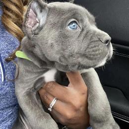 Biewer Terrier, Cane Corso, and Yorkshire Terrier Puppies from Exotic Yorkie Imports & Cessna Cane Corso