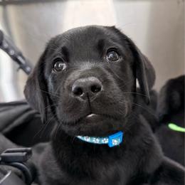 Indy - Light Blue Collar - Black female Labrador Retriever puppy in Greensburg, Kentucky from Paws Farm Retrievers
