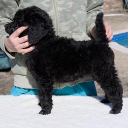 Willow (girl) - black collar - Blue female Poodle puppy in Tullahoma, Tennessee from Peaceful Valley Poodles