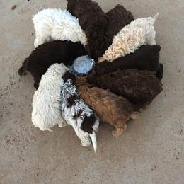 Lagotto Romagnolo Puppies from Fino Lagotto