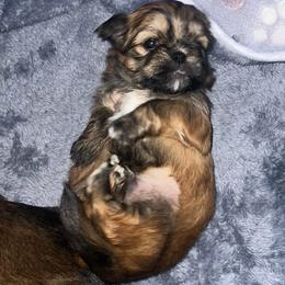 Red and black - Sable male Shih Tzu puppy in Citrus Heights, California from The Lion dog Shih Tzu