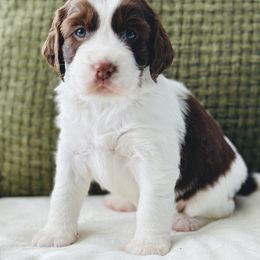 English Springer Spaniel Puppies from The Spaniel Garden