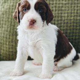 English Springer Spaniel Puppies from The Spaniel Garden