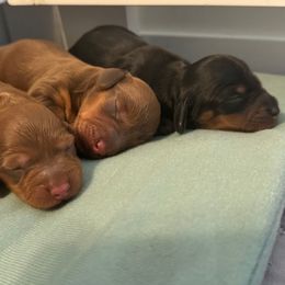 Girl 1 - Black and tan female Dachshund puppy in Hickory, Kentucky from NanoDachs