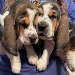 Basset Hound Puppies from Blessed Bassets