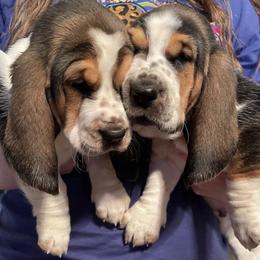 Basset Hound Puppies from Blessed Bassets