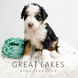 Peaches - Tri-color female Bernedoodle puppy in Baroda, Michigan from Great Lakes Bernedoodles