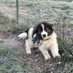 Girl 4 - Karakachan puppy from Rock Solid Ranch