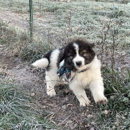 Girl 4 - Karakachan puppy from Rock Solid Ranch